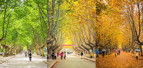 南京农业大学 - 2025年 面向香港、澳门、台湾地区、华侨招生简章