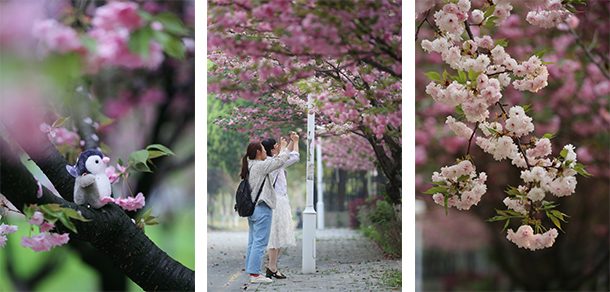 南京中医药大学 - 2025年 面向香港、澳门、台湾地区、华侨招生简章