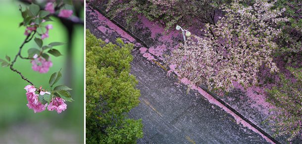 南京中医药大学 - 2025年 面向香港、澳门、台湾地区、华侨招生简章