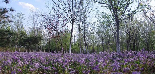 南京理工大学 - 2025年 面向香港、澳门、台湾地区、华侨招生简章