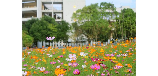 龙岩学院 - 2025年 面向香港、澳门、台湾地区、华侨招生简章