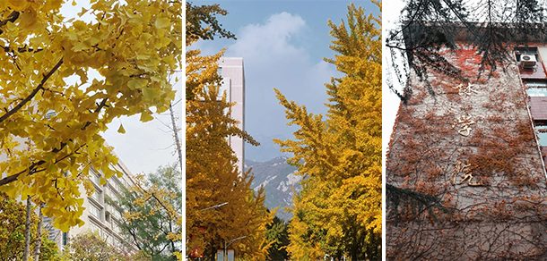 山东农业大学 - 2025年 面向香港、澳门、台湾地区、华侨招生简章