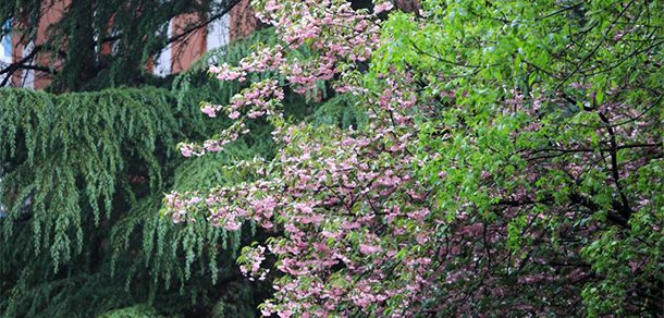 山东英才学院 - 2025年 面向香港、澳门、台湾地区、华侨招生简章