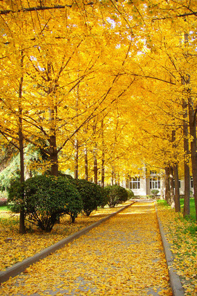 西安石油大学 - 流金歲月