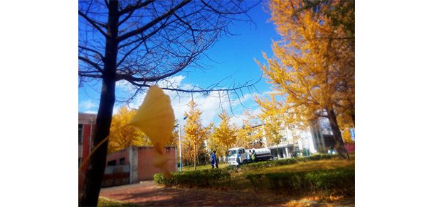 大连理工大学 - 2025年 面向香港、澳门、台湾地区、华侨招生简章