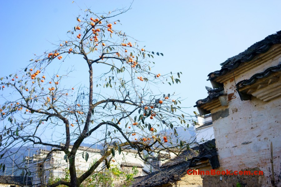 全國聯招 · 學測招生 · 兩校聯招 · 福建高校